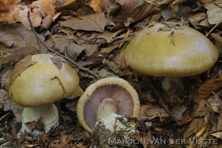 Geurende gordijnzwam - Cortinarius anserinus